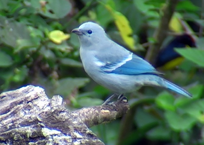Blue-gray Tanager (White-edged) - Josep del Hoyo
