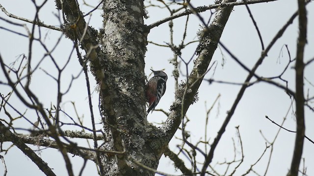Middle Spotted Woodpecker - ML336870201