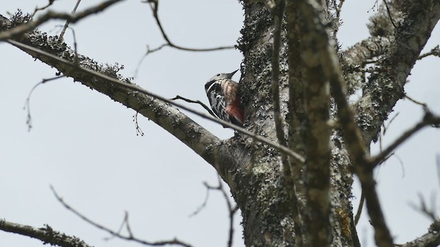 Middle Spotted Woodpecker - ML336870211