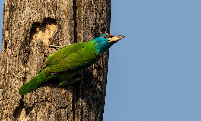 Dorsal view (subspecies <em class="SciName notranslate">asiaticus</em>). - Blue-throated Barbet - 