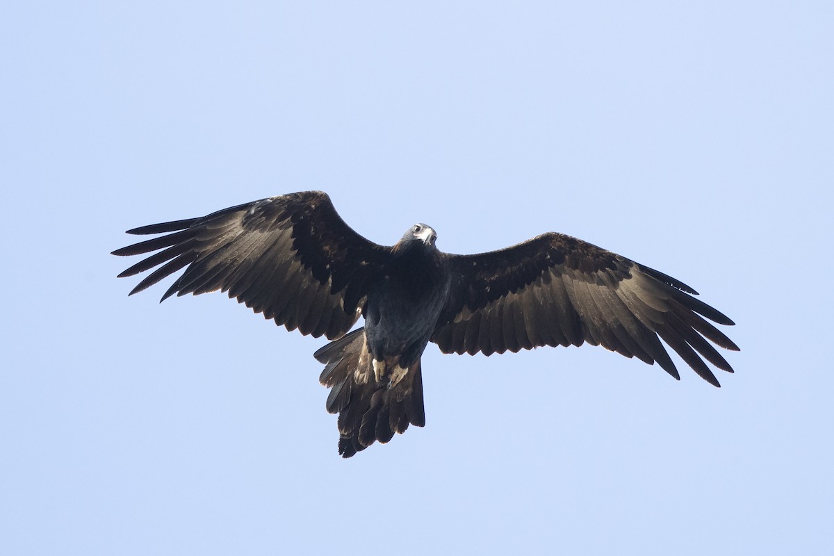 Wedge-tailed Eagle - Chris Murray