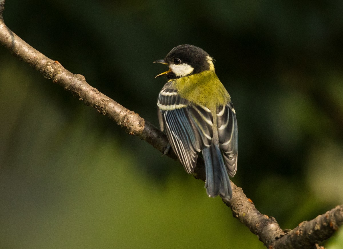 Green-backed Tit - ML336874061
