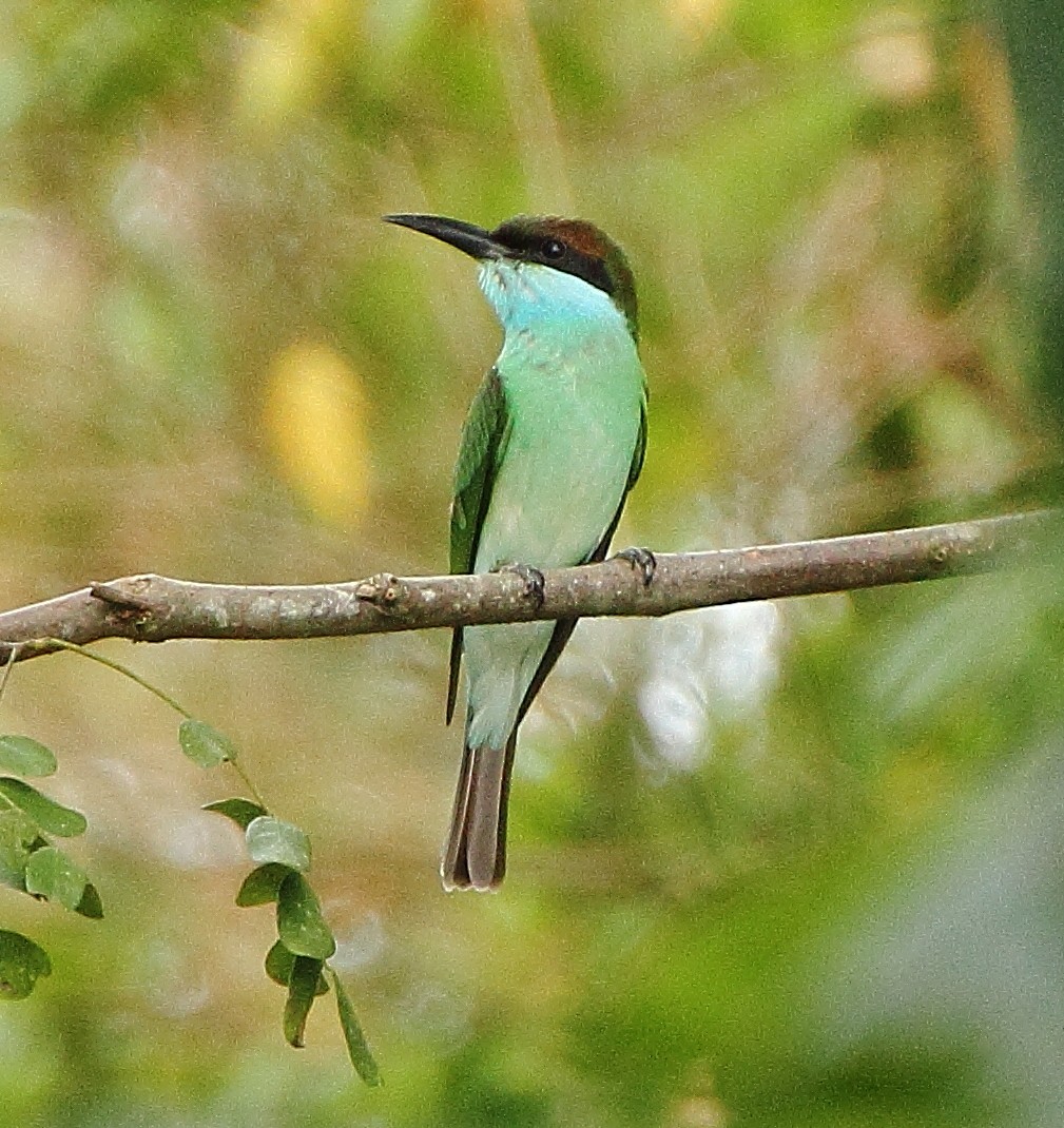 Blue-throated Bee-eater - ML336876411