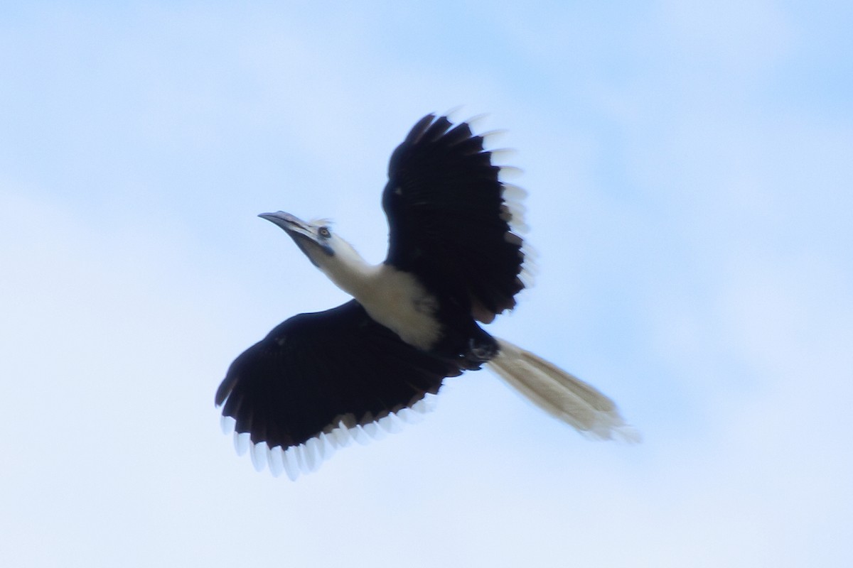 White-crowned Hornbill - ML336877191