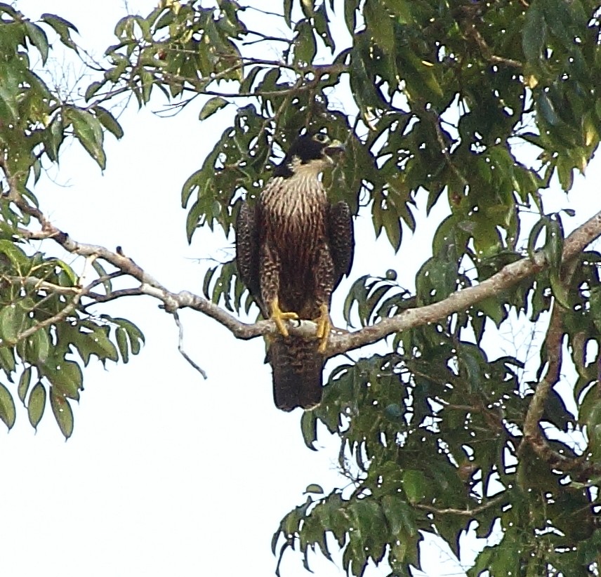 Peregrine Falcon (Indo-Pacific) - Brian Cox