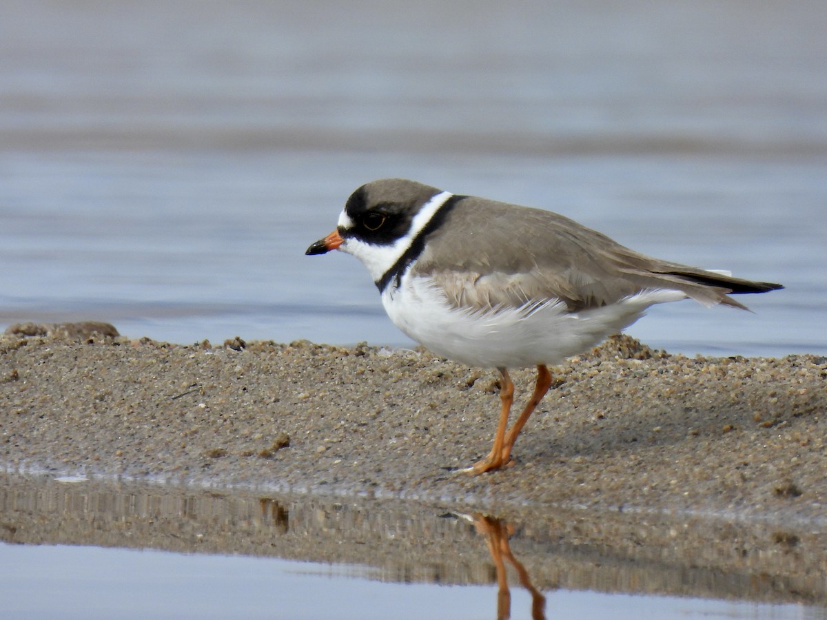 Semipalmated Plover - ML336884681