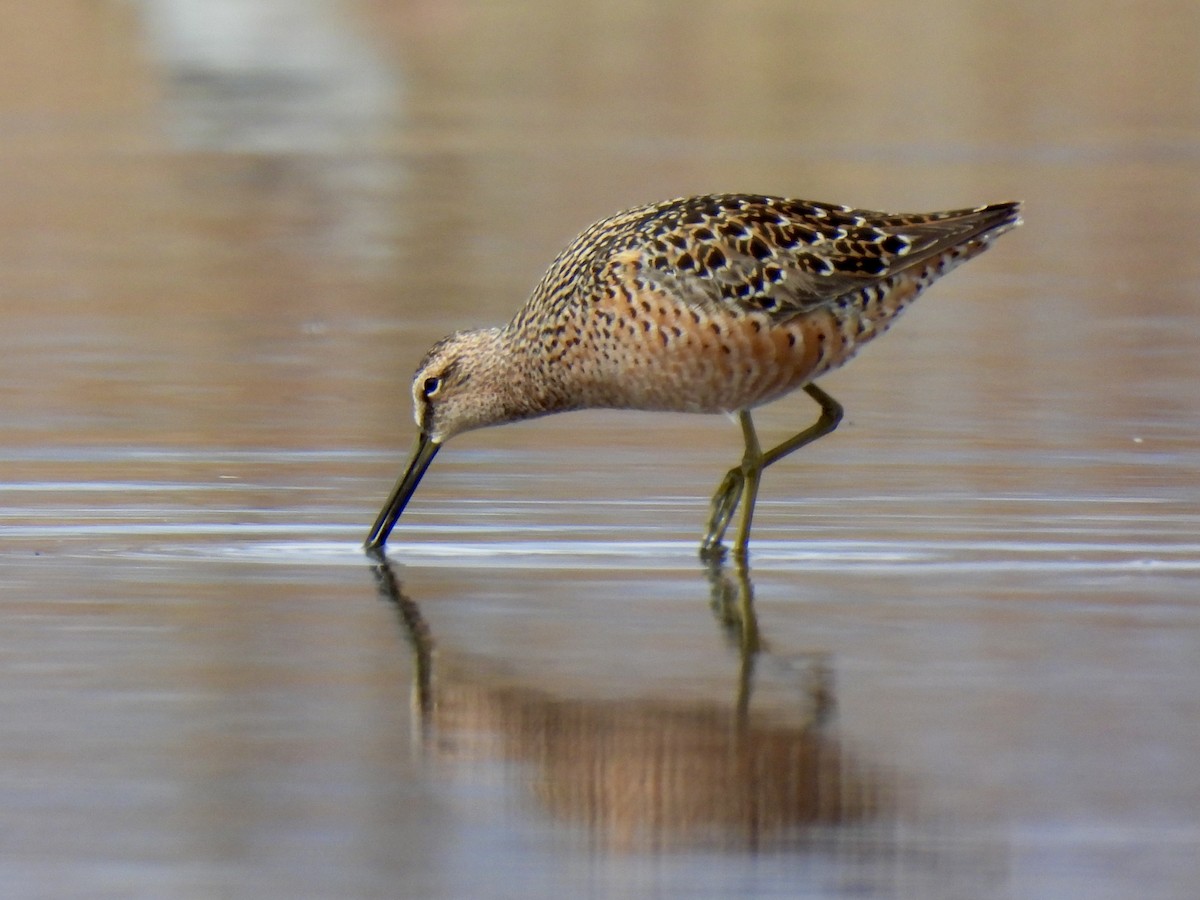 Long-billed Dowitcher - ML336884851