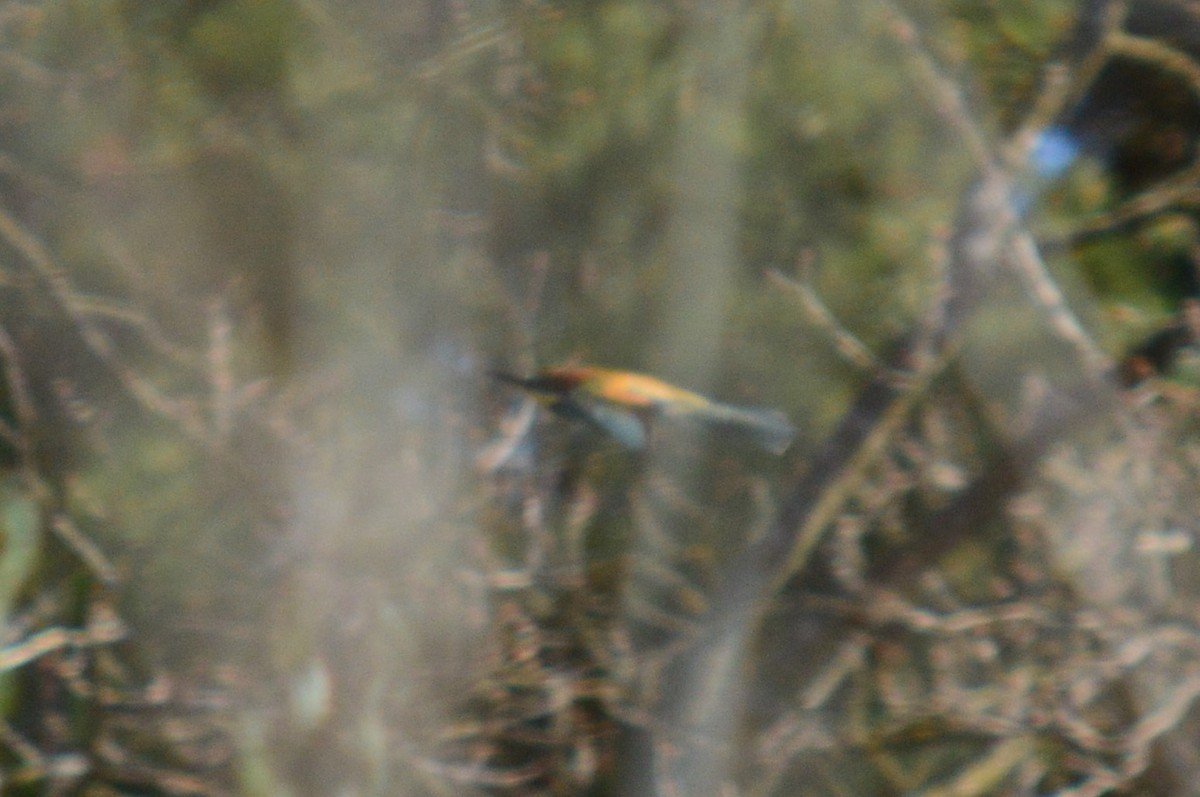 European Bee-eater - Karthik Thrikkadeeri