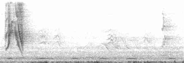 White-bellied Cuckooshrike - ML336887551