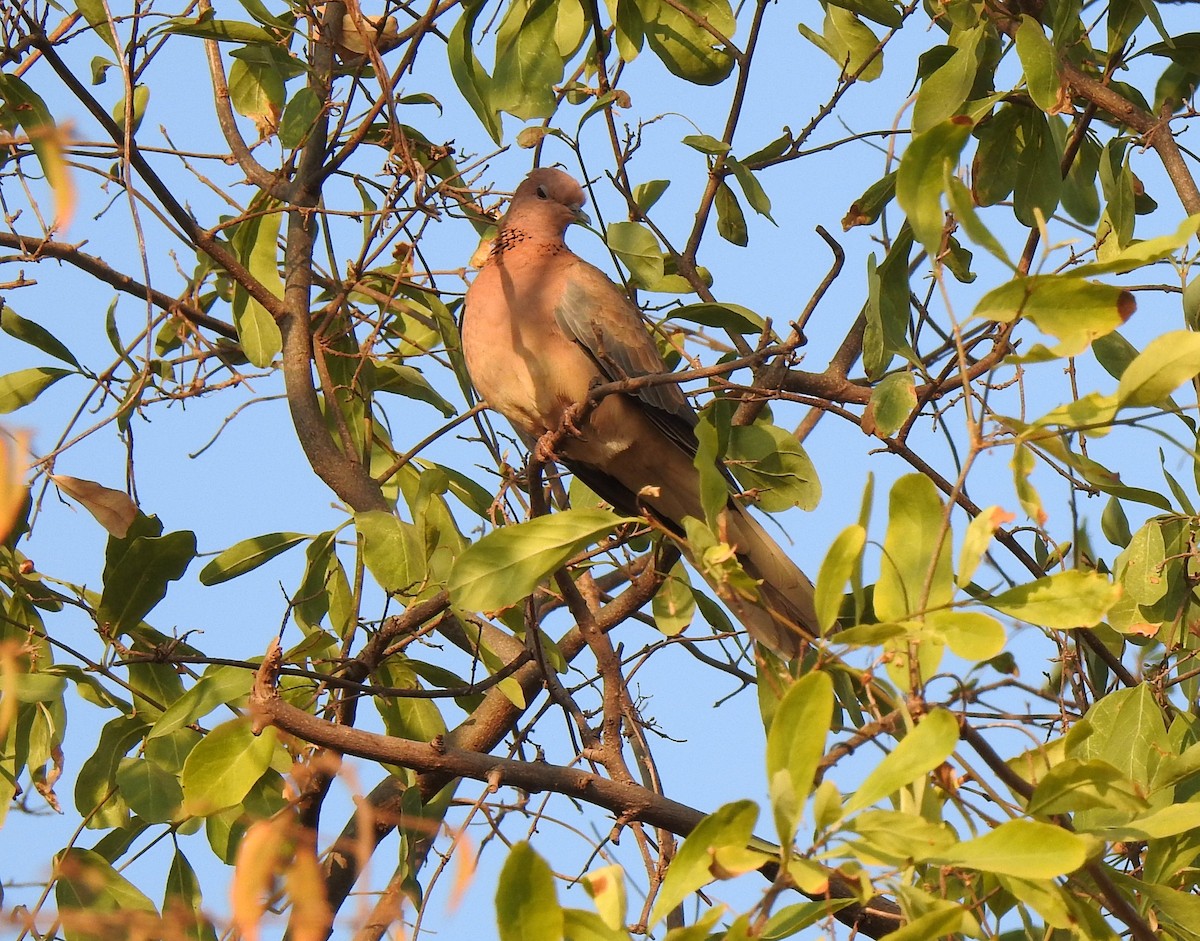 Laughing Dove - ML336888501