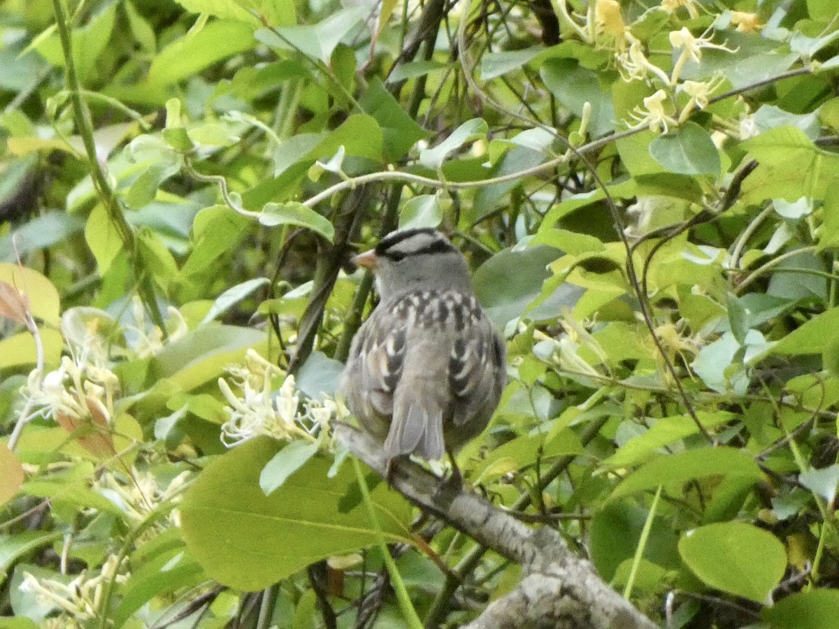 White-crowned Sparrow - Noah Rokoske