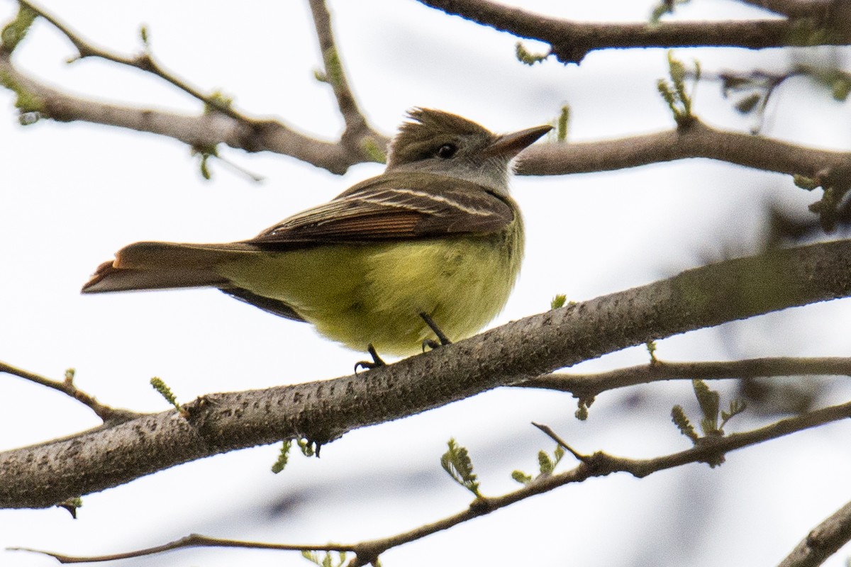 Great Crested Flycatcher - Dan Lory
