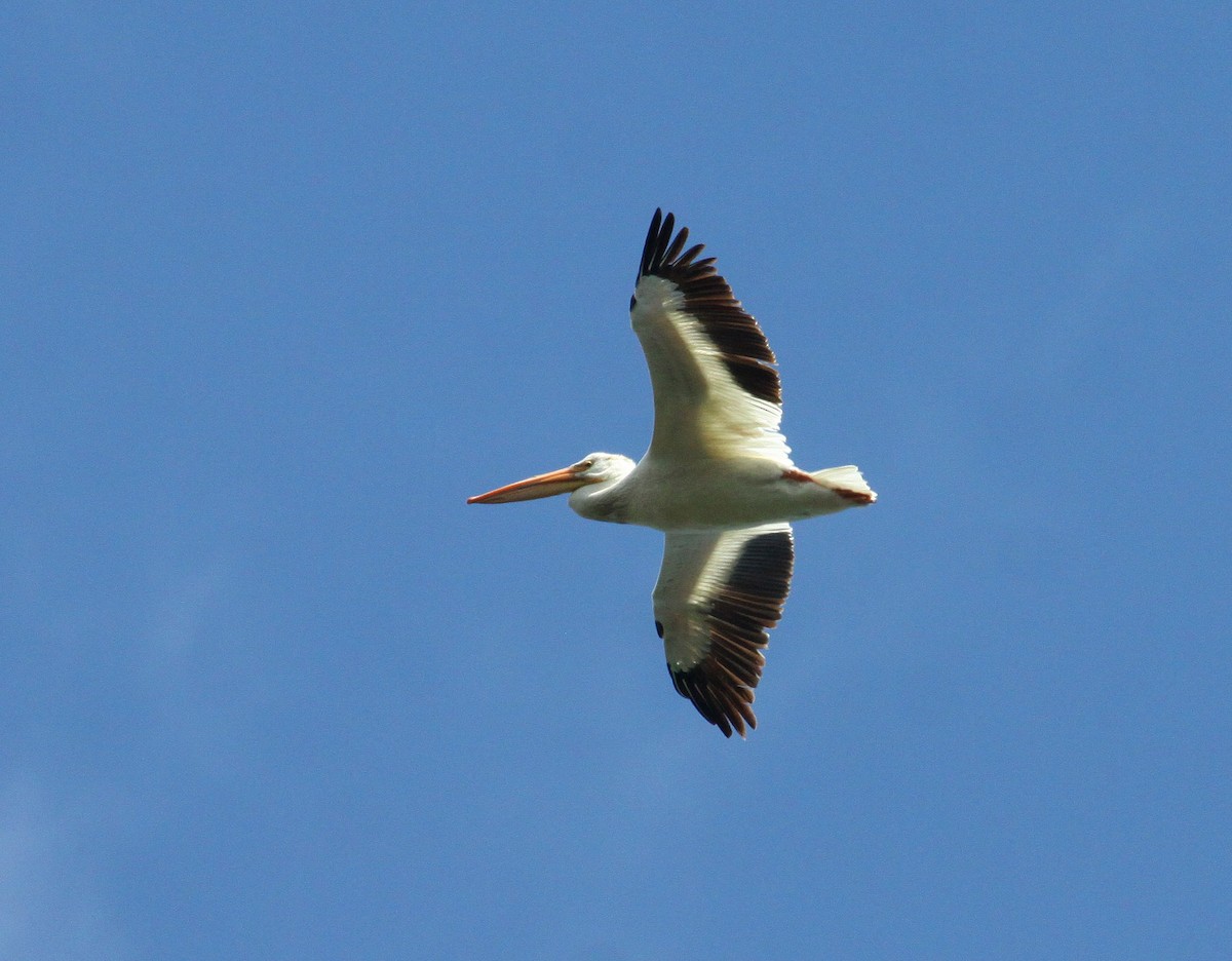 American White Pelican - Samuel Denault