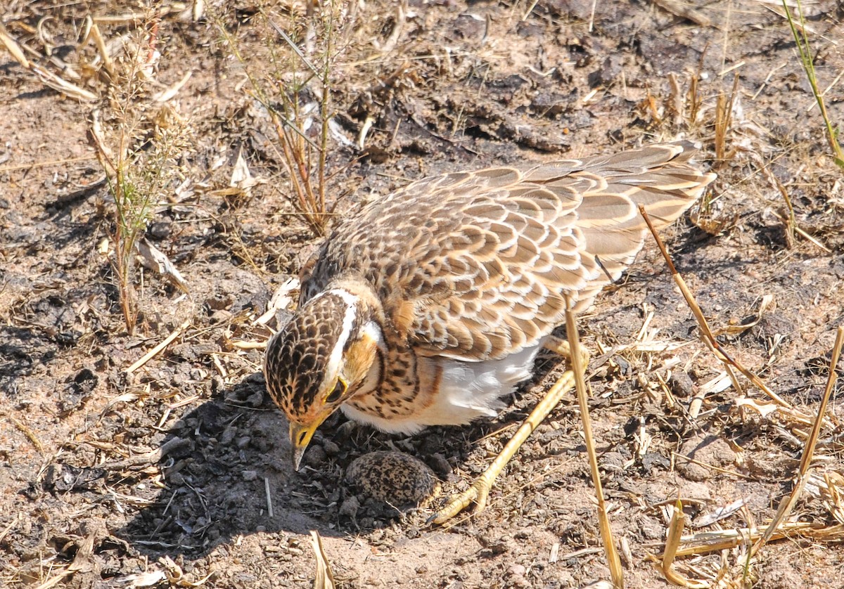 Three-banded Courser - ML336907281