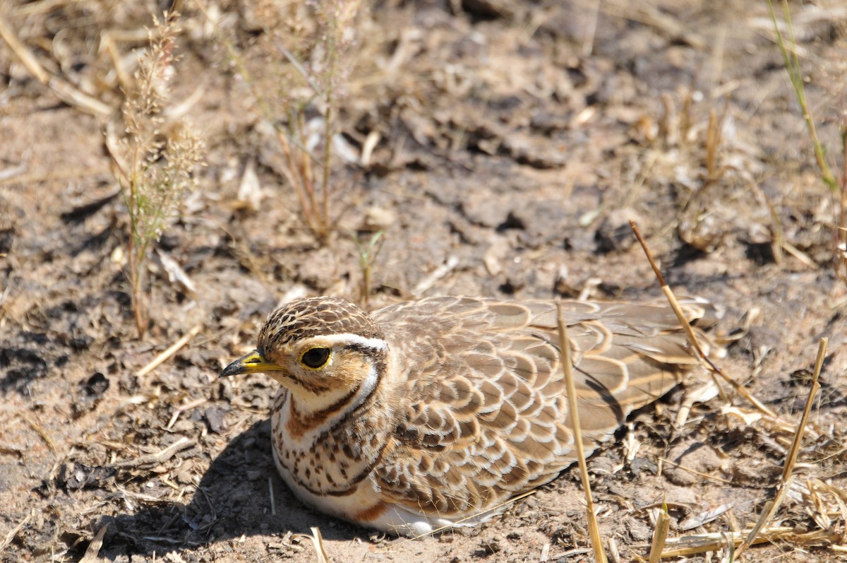 Three-banded Courser - ML336907841