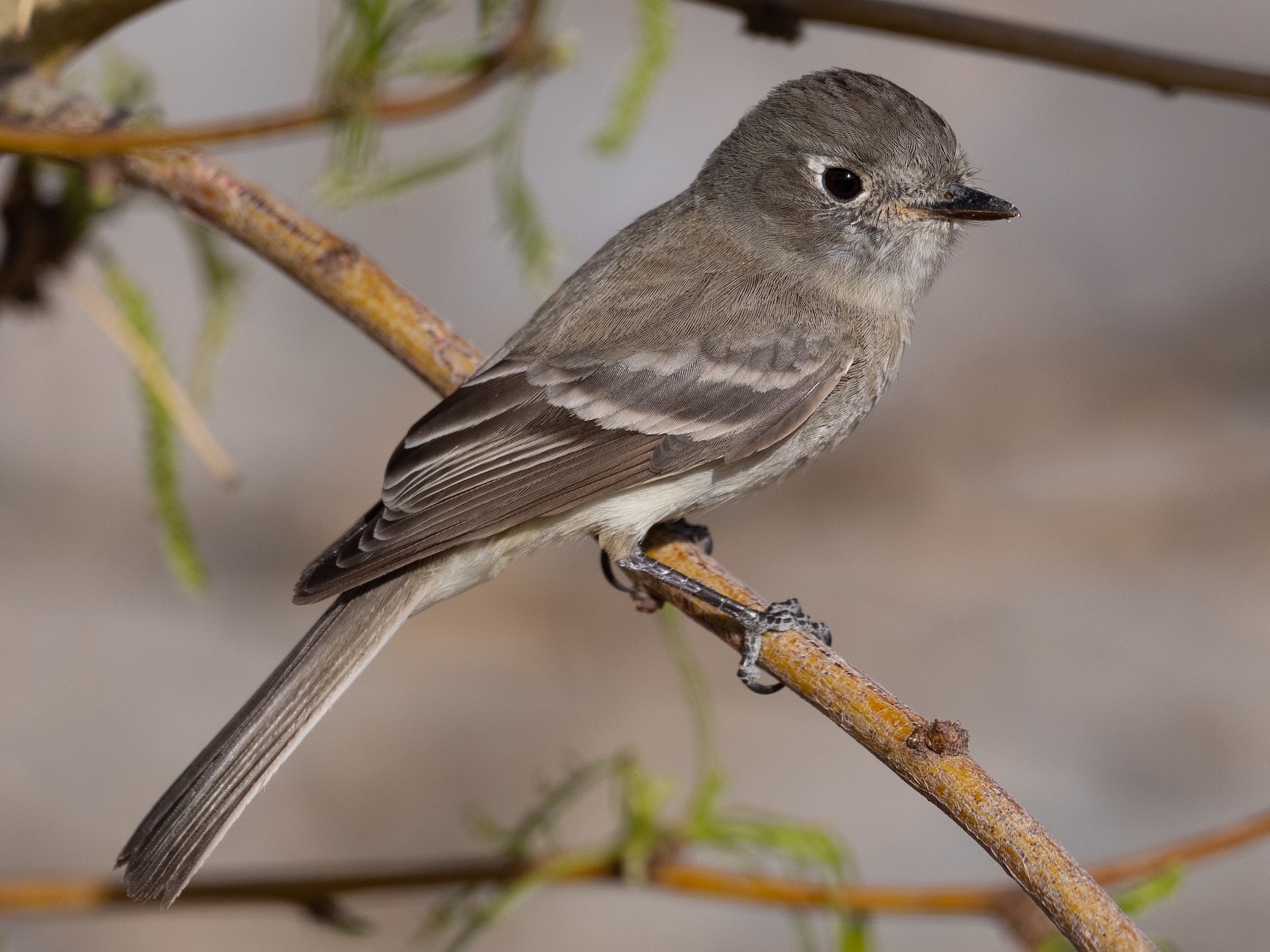Dusky Flycatcher - Brian Sullivan