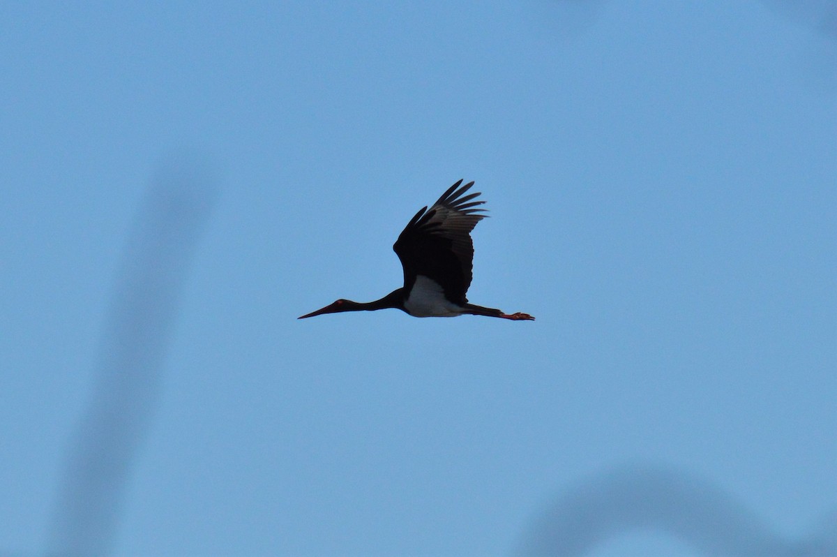 Black Stork - Karthik Thrikkadeeri
