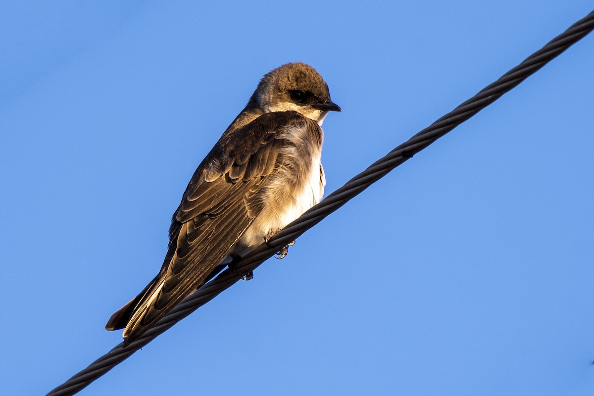 Brown-chested Martin - ML336920491