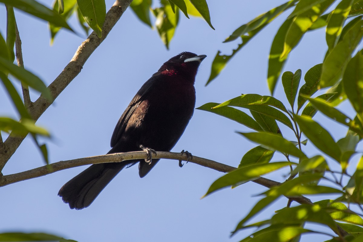 Silver-beaked Tanager - ML336921251