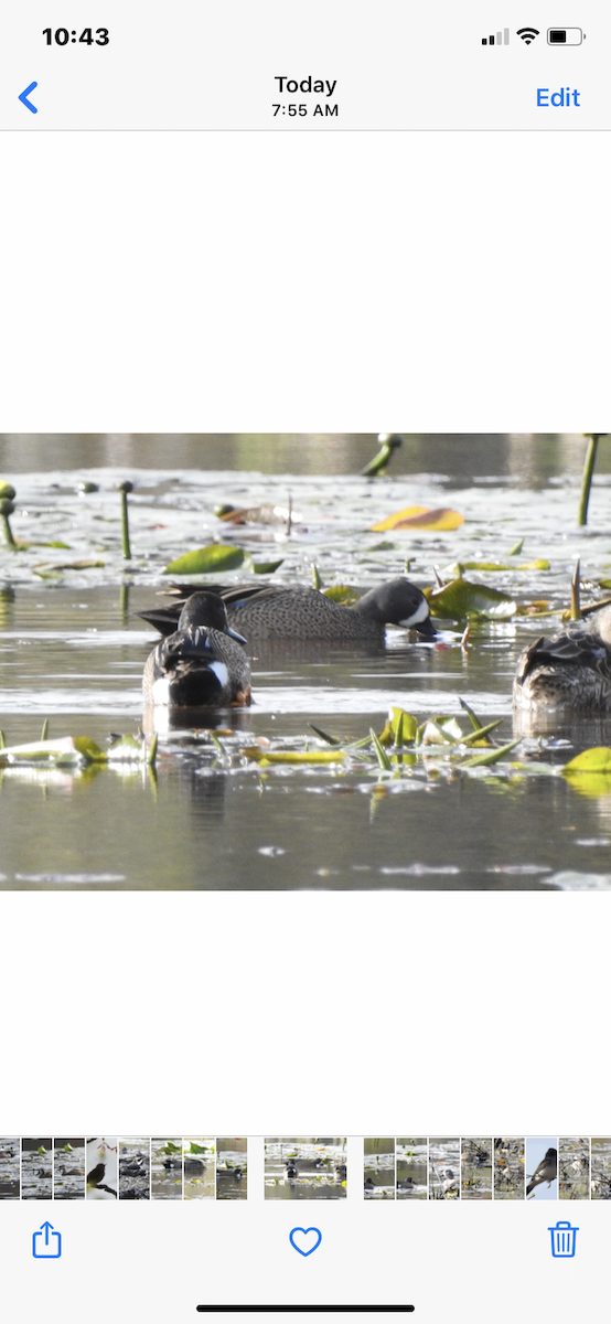 Blue-winged Teal - ML336922501