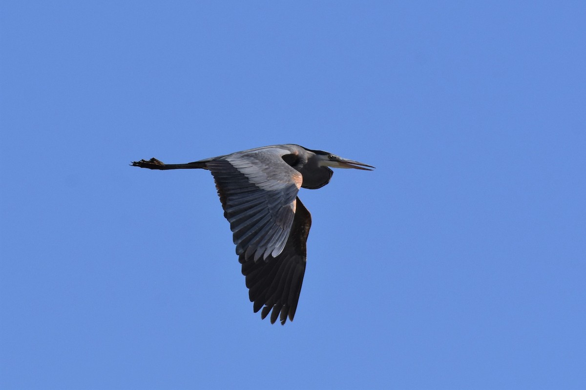 Great Blue Heron - Calvin S
