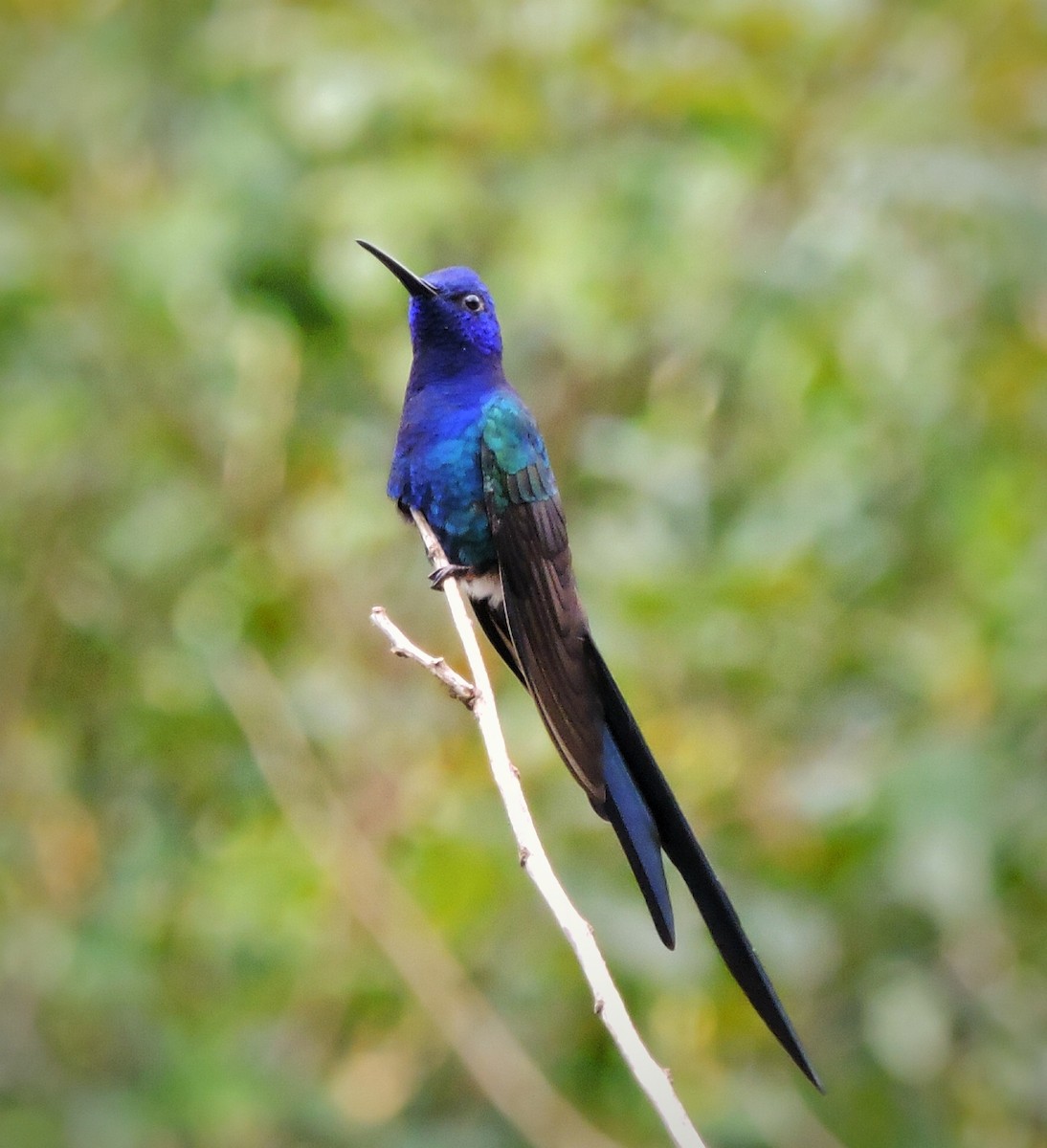Swallow-tailed Hummingbird - ML336925461