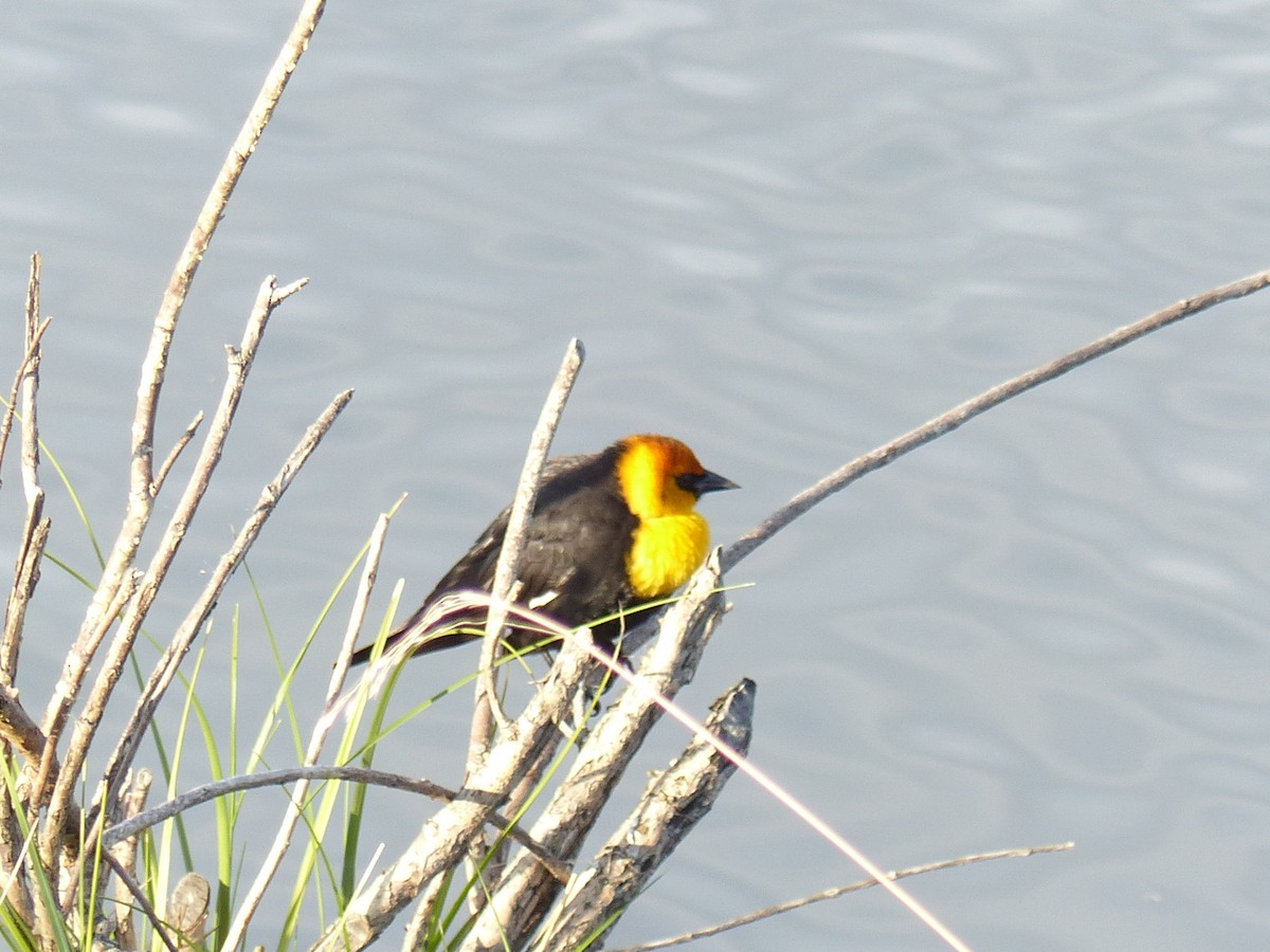 Yellow-headed Blackbird - ML336935231