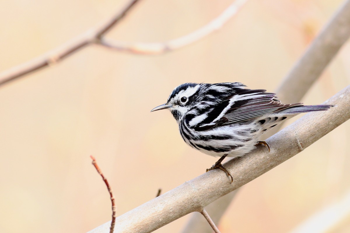 Black-and-white Warbler - ML336937231
