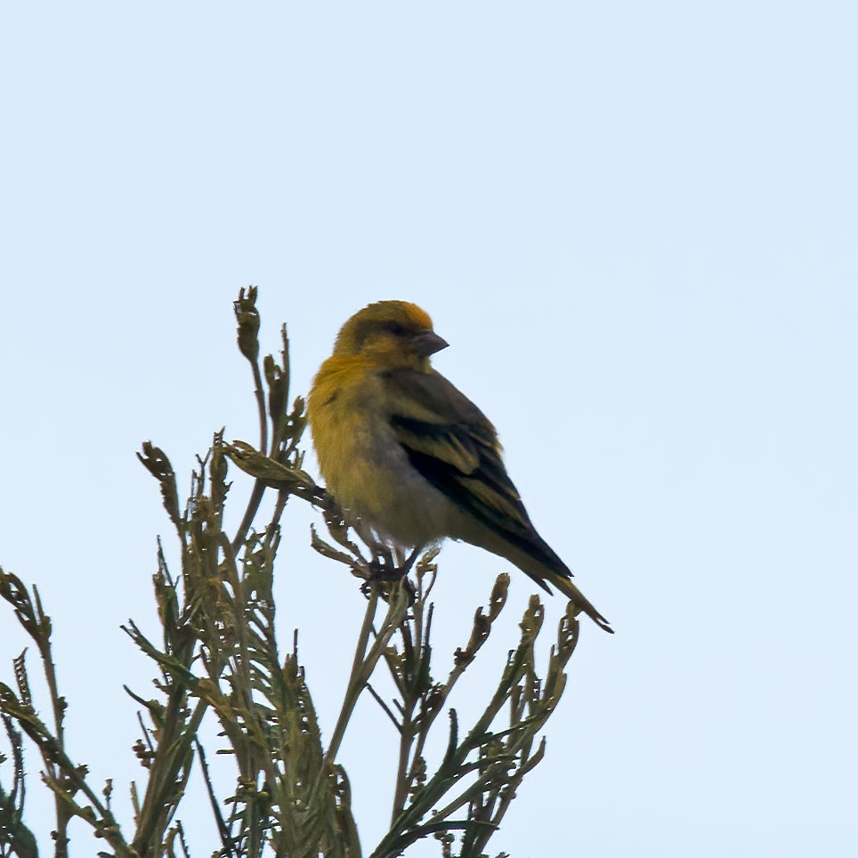Yellow-crowned Canary - ML336942791
