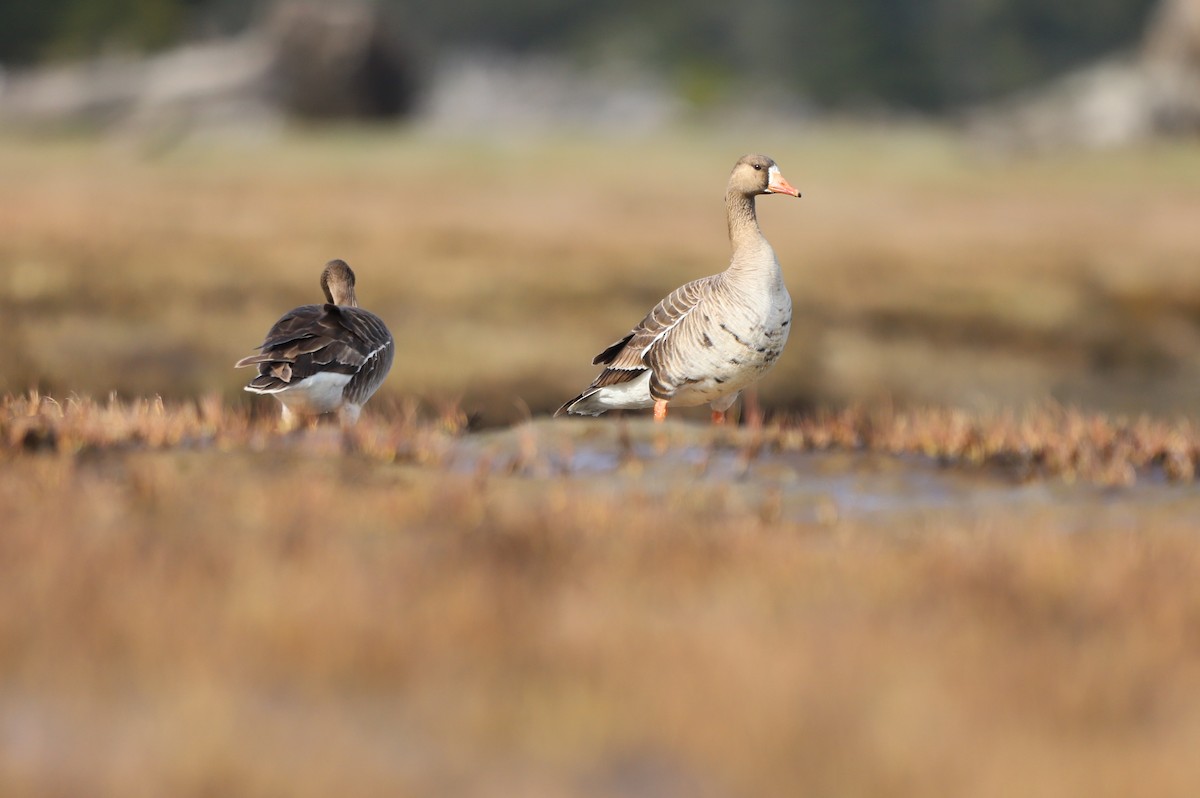 Greater White-fronted Goose - ML336945721