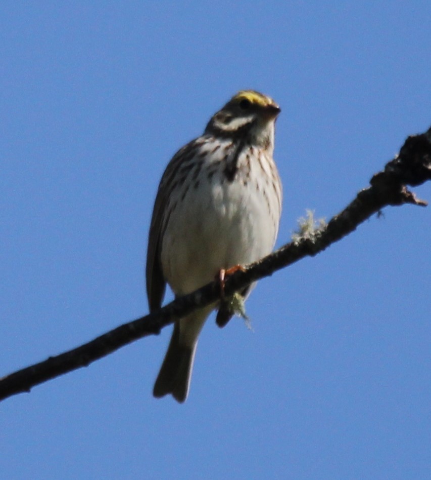 Savannah Sparrow - ML336956661