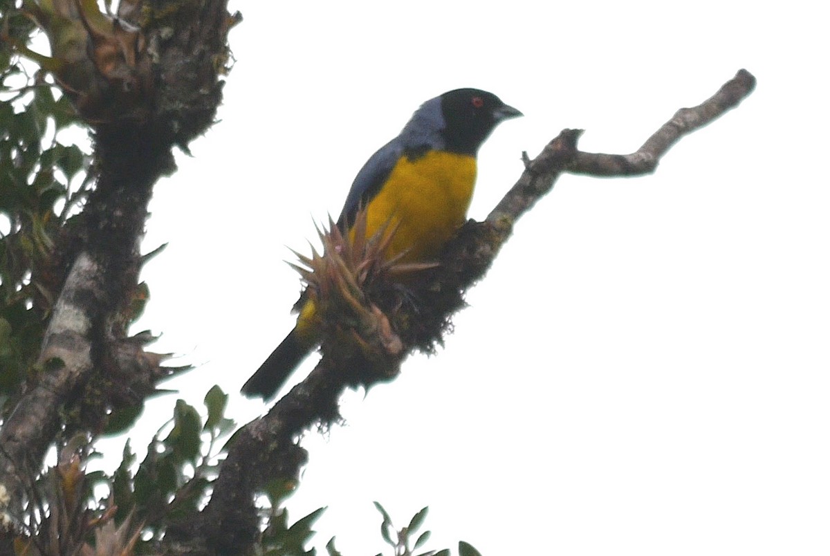 Hooded Mountain Tanager - ML336958391