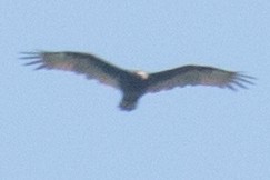 Turkey Vulture - ML33696151