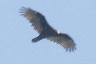 Turkey Vulture - ML33696161