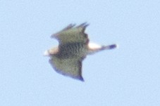 Broad-winged Hawk - ML33696191
