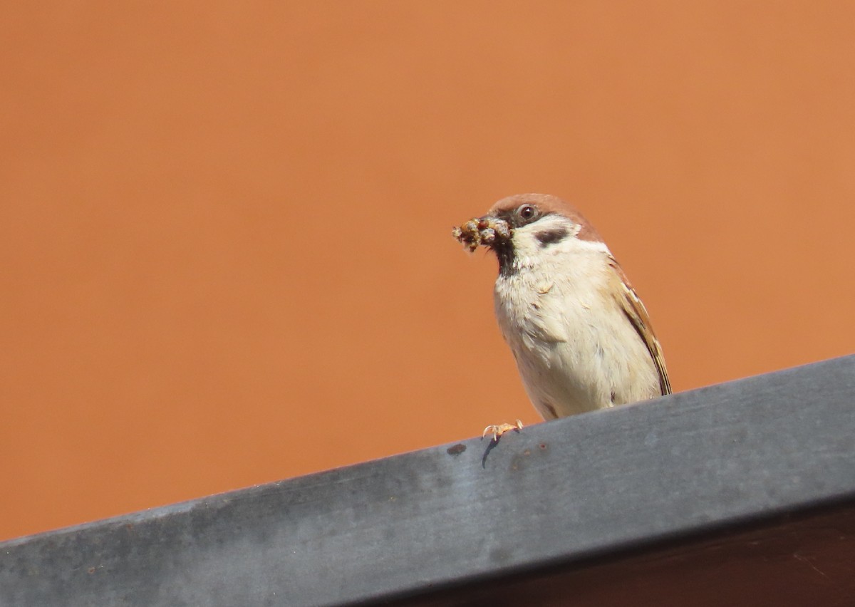 Eurasian Tree Sparrow - ML336962271