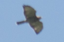 Broad-winged Hawk - ML33696231