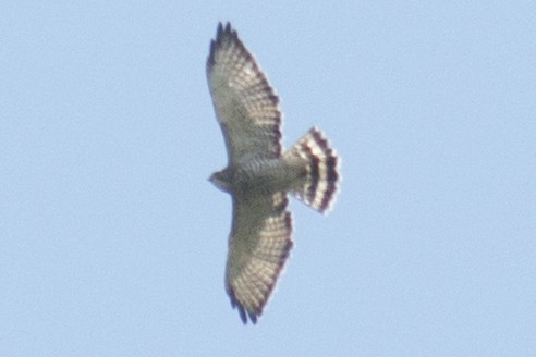 Broad-winged Hawk - ML33696261