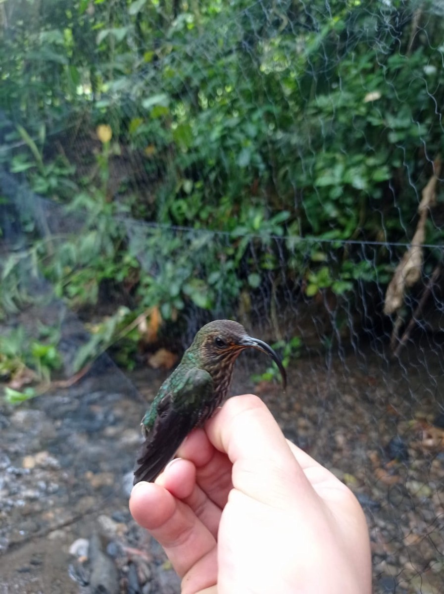 White-tipped Sicklebill - Anonymous