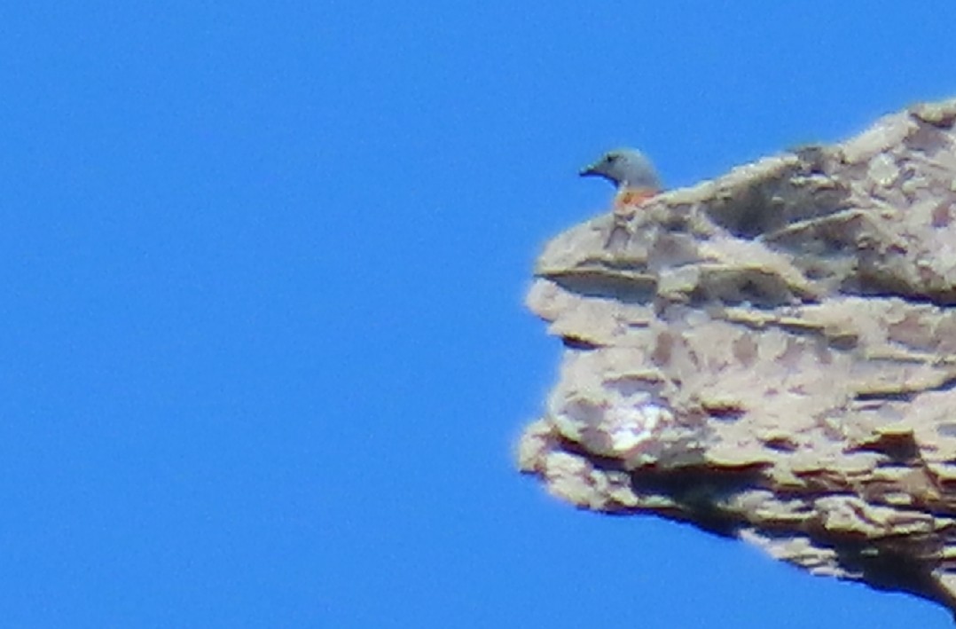 Rufous-tailed Rock-Thrush - ML336964431