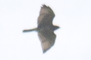 Broad-winged Hawk - ML33696461