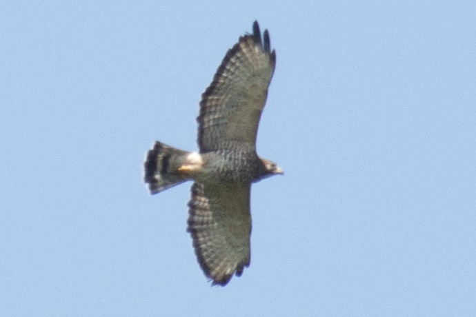Broad-winged Hawk - ML33696481
