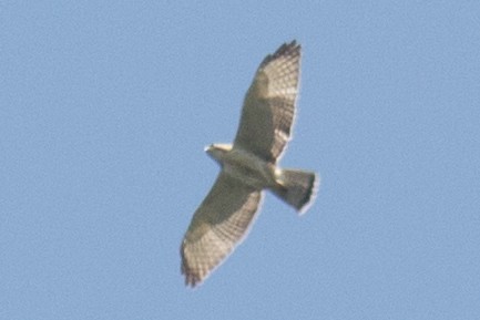 Broad-winged Hawk - ML33696551