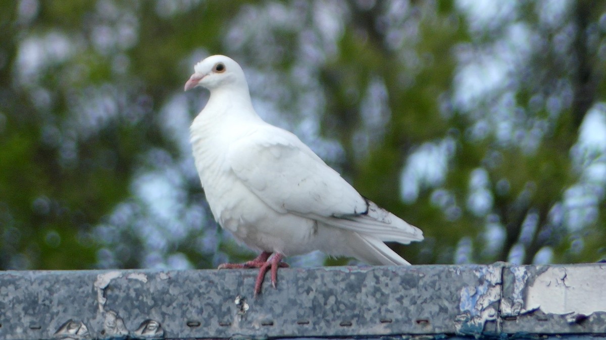 Rock Pigeon (Feral Pigeon) - ML336969221