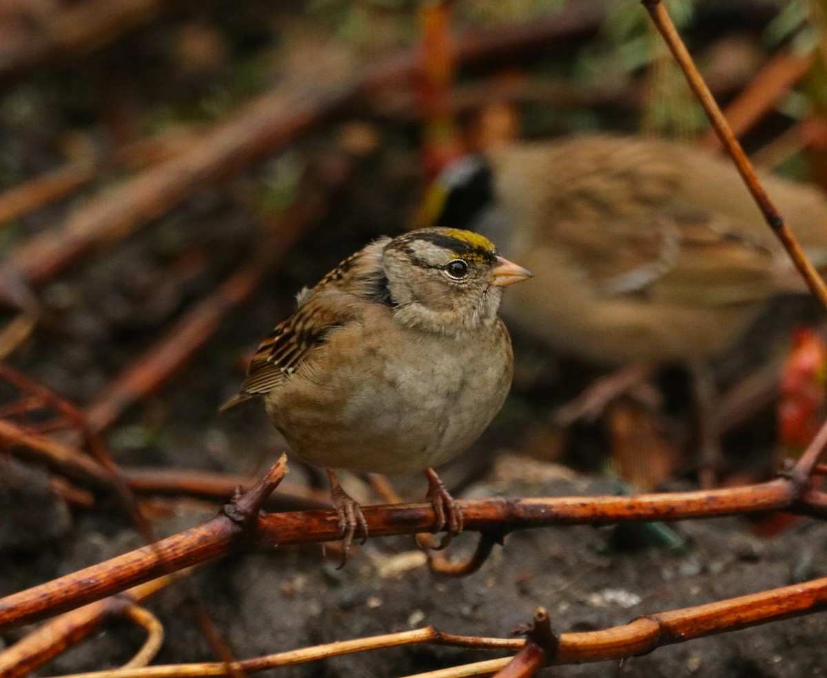 White-crowned x Golden-crowned Sparrow (hybrid) - ML336972531
