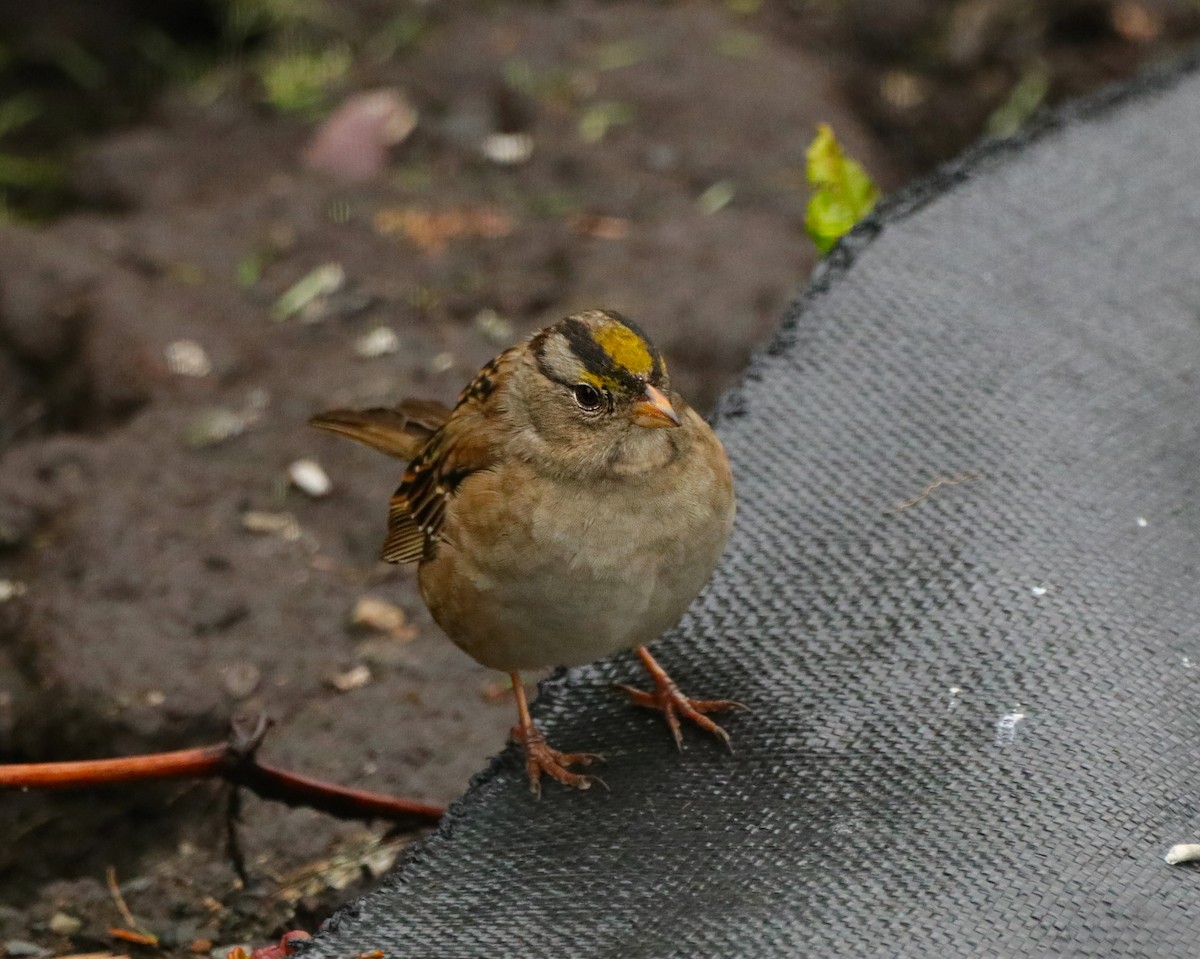 White-crowned x Golden-crowned Sparrow (hybrid) - ML336972661