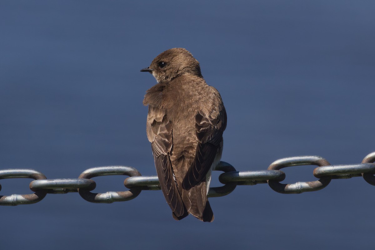 Northern Rough-winged Swallow - ML336982581