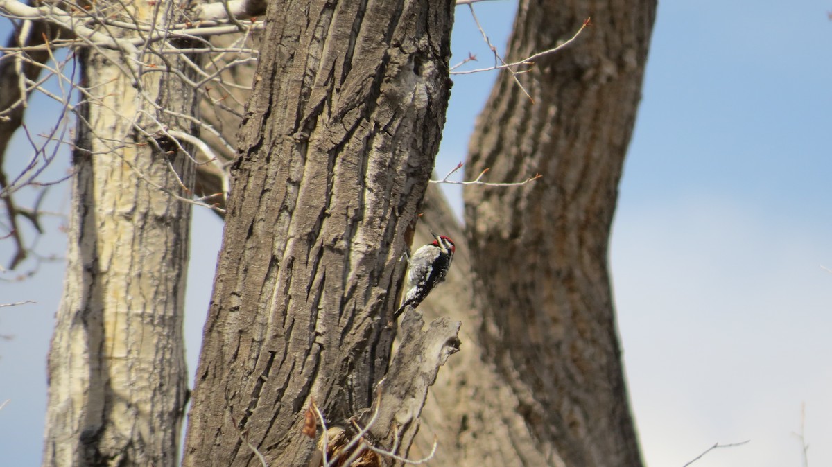 Red-naped Sapsucker - Ted Uhlemann