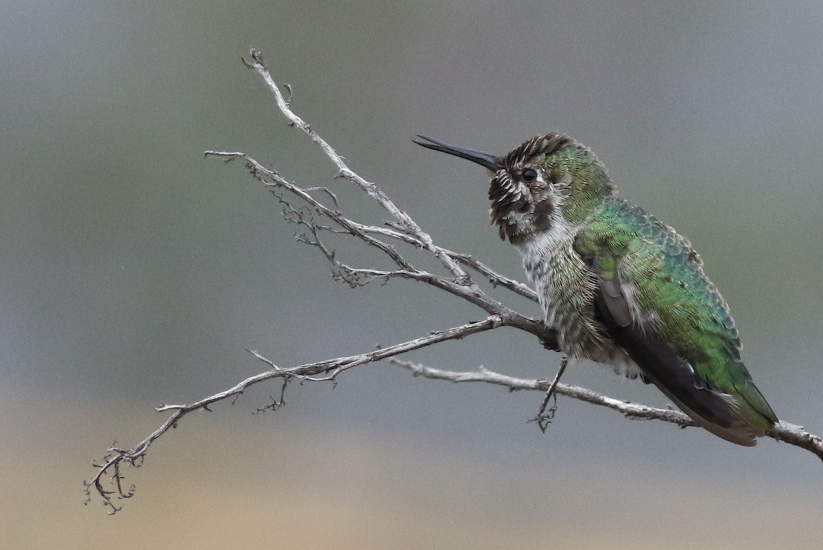 Anna's Hummingbird - Margaret Viens