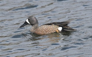 Blue-winged Teal, ML336991251
